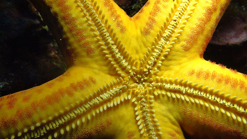 Original image
